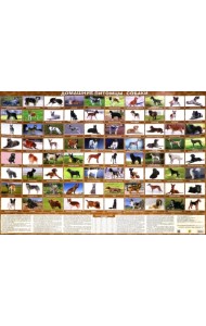 Домашние питомцы. Собаки. Настольное издание