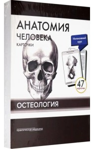 Анатомия человека. Остеология (47 карточек)